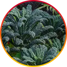 Glutathione Ingredient