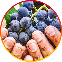Resveratrol Ingredient