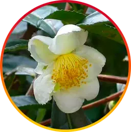 Camellia Sinensis Ingredient