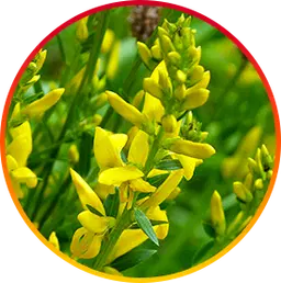 Genistein Ingredient